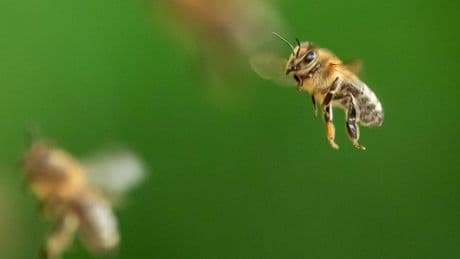 Frankreich: 70.000 Bienen attackieren Passanten – drei Schwerverletzte