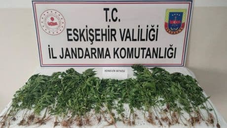 Kamu arazisine kenevir ekerken suçüstü yakalandı