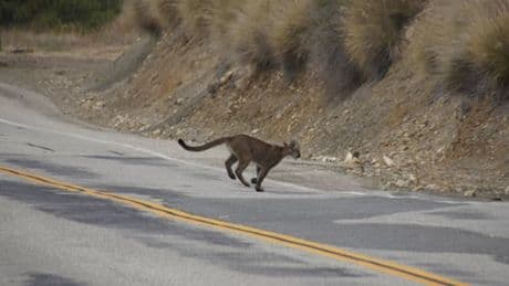 Puma greift Elfjährige in Malibu an – Familie vertreibt Tier mit Elektroschocker