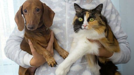 Tener un perro o un gato puede hacerte tan feliz como una pareja