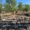 Illegaler Tierhandel: Geier-Vergiftungsfall im südlichen Afrika: 123 Tiere getötet