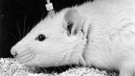 Replican en humanos un experimento con ratones y encuentran solución a un problema que sufren el 16% de los españoles