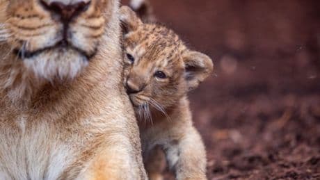 Kölner Zoo: Löwenbabys eingeschläfert – Entscheidung erhitzt Gemüter
