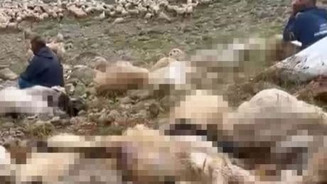 Tunceli’de yaylaya yıldırım düştü; Onlarca küçükbaş öldü