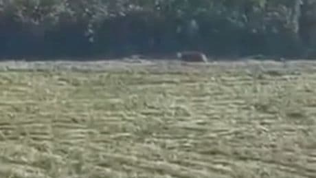 Raubtier-Alarm in Braunsbedra - Großkatzen-Sichtung in Sachsen-Anhalt