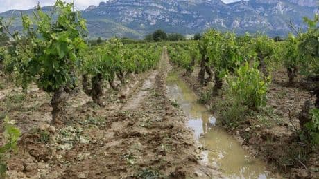 La tromba de agua inunda viñedos en Rioja Alavesa