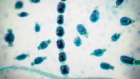 World’s next superbug is already spreading among us as WHO releases terrifying list