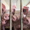 Ernährungspolitik unter CSU-Kurswechsel: „Wat ‘ne Überraschung, der Metzgermeister mag Fleisch“