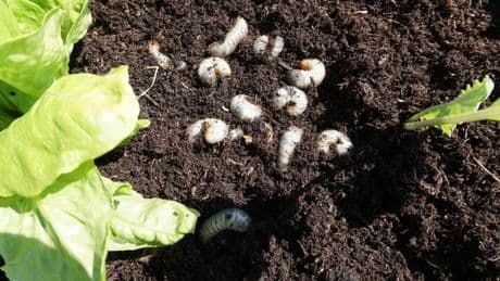 Engerlinge im Garten: Ein Löffel dieses Hausmittels hält die Larven natürlich fern