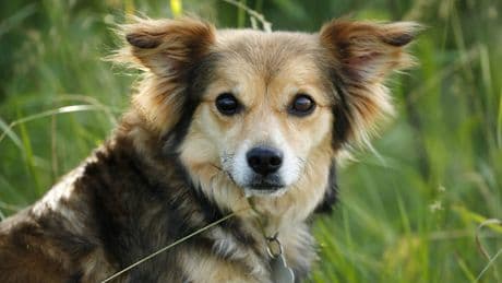 Muss mein Hund die Hundemarke tragen? Diese Regeln gelten in Deutschland