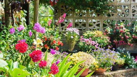 How to make your plants thrive this summer – including using bone fertilisers