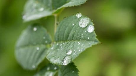 Umwelt: Viele Pflanzen haben von teils nassem Juli profitiert