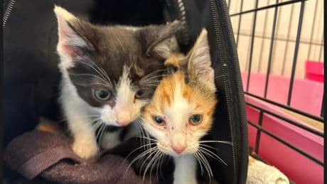 ’Besmette’ kittens gedumpt in armen van meisje (10) in Vlaardingen