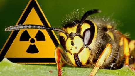 Radioactive wasps nest uncovered at nuclear site used to make Cold War bombs