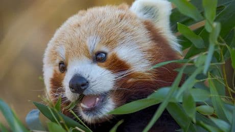 "Des animaux que l'on collectionne puis que l'on tue": pourquoi des zoos abattent-ils des spécimens en parfaite santé?