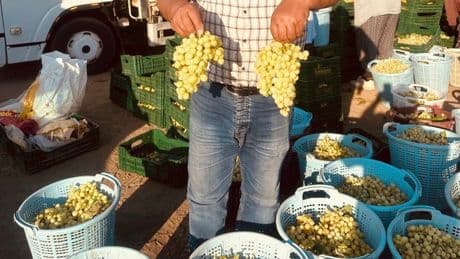 Sarıgöl’de erkenci üzümler hasat ediliyor