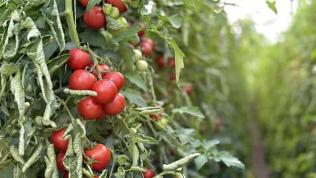 Wichtig im Garten: Ein Fehler zerstört Ihre Tomatenernte