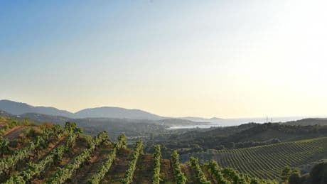 À Sartène, le nouvel eldorado encore confidentiel des amateurs de vins et d’authenticité corse