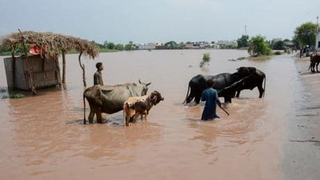 Au Pakistan, des inondations meurtrières ravagent le grenier à blé du pays
