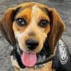 Egyptian tourist who kicked airport sniffer beagle into the air in vicious attack gets satisfying punishment