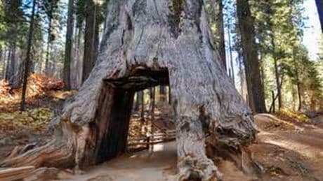 Google software engineer, 29, killed during a hike in Yosemite by falling sequoia branch
