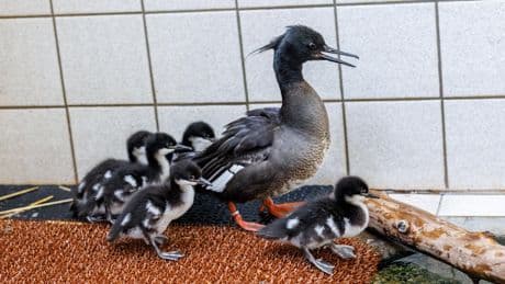 Biodiversité : comment le zoo de Prague a réussi à faire naître de rarissimes canards