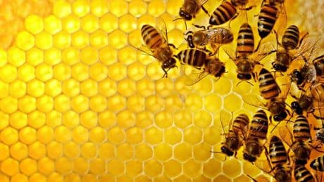 World Bee Day 2025: Bees Are The Unsung Heroes Of Sustainability