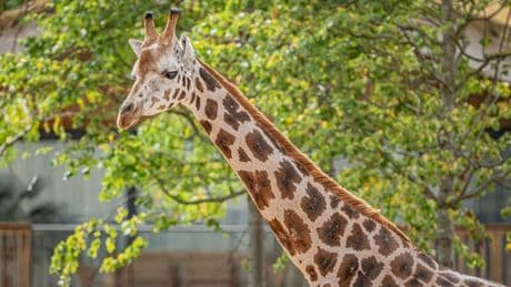 Sneak peek inside the UK's new safari lodges where you can watch giraffes from bed