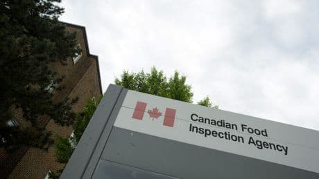 Dubai brand chocolate recalled in Canada over salmonella risk