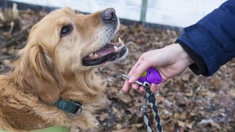 Alter von Hunden in Menschen-Jahren? Berechnungsformel entwickelt