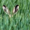 Wie der Osterhase zu den Eiern kam: Und was das mit Religion zu tun hat