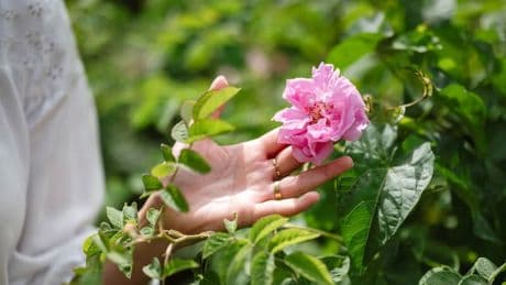"Si vous ne cueillez pas le jour même, c’est perdu": à Grasse, la rose Centifolia, trésor fragile et convoité des parfumeurs de luxe