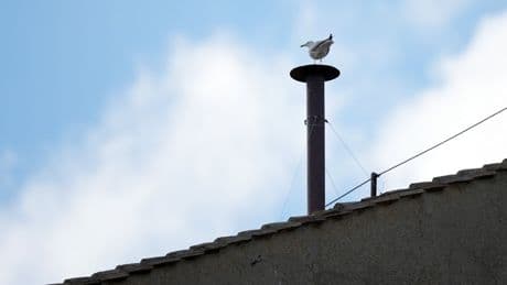 Warten auf den neuen Papst - Möwen sind die lustigen Stars vom Vatikan