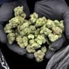 Cannabis verdubbelt risico op overlijden door hartaanval of beroerte