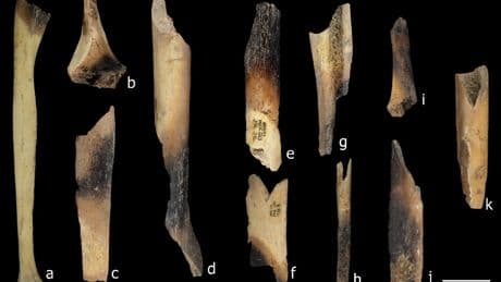 Desollados, descuartizados y comidos por las tribus rivales: hallados restos de canibalismo en Atapuerca hace 5.500 años