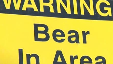 Fisher expected to recover after grizzly attack in southern Alberta: parks minister