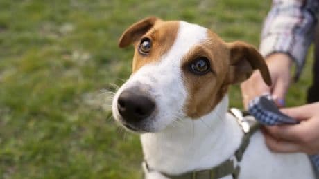 Cuando un perro te mira, vuestros cerebros se conectan: así lo ha demostrado la ciencia