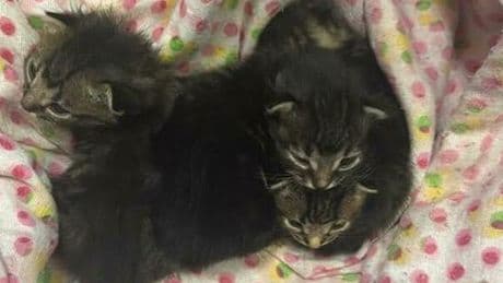 Gattini abbandonati nella ?ruota degli esposti? del monastero ad Anagni. Ma le suore non possono tenerli: «Hanno già troppi animali»