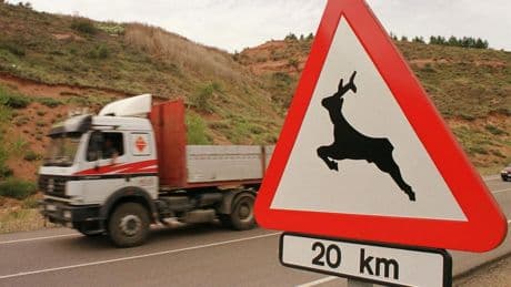 La DGT identifica los tramos más peligrosos por fauna y lanza un plan para frenarlos