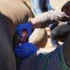 Scientists in South Africa are making rhino horns radioactive to fight poaching
