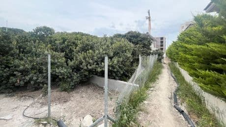 Çeşme'de koruma altındaki asırlık sakız ağaçları betona kurban edildi