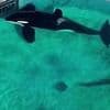 Harrowing plight of world's loneliest killer whales and dolphins: Tragic stories behind majestic sea creatures neglected and abused in marine parks