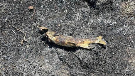 How a fish fell from the sky and sparked a fire in this B.C. village