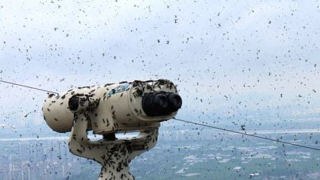 Lovebugs Swarm South Korea’s Capital, Drawing Residents’ Ire