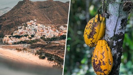 En plena crisis del cacao mundial, en las islas Canarias han tenido una idea: cultivarlo ellos mismos