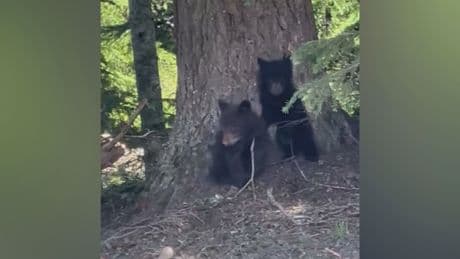 Search underway for 3 orphaned cubs after bear killed in Whistler for biting woman