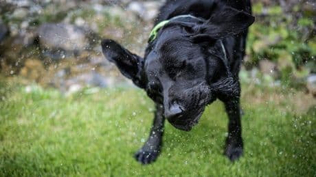 Labrador Retriever: Das ist der Charakter der beliebten Hunderasse
