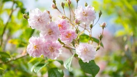 Gardeners issued pruning warning over common flower