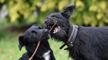 “El fuerte instinto de caza de estos perros les hace impredecibles, y tienen una conducta compleja para el día a día por su energía sin límites”: esta es la raza con peor comportamiento, según datos recientes