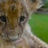 Big cat owners hide their animals amid Pakistani crackdown
